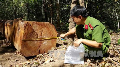 Công an tỉnh Gia Lai khẳng định không có chuyện lâm tặc dùng vũ lực để cướp gỗ 